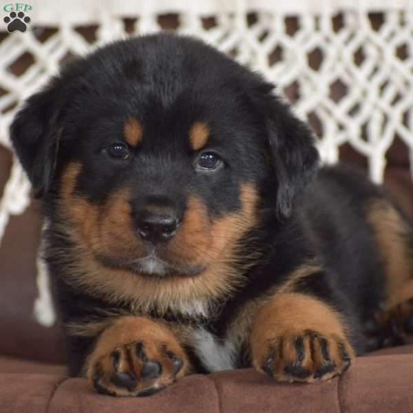 Axel, Rottweiler Mix Puppy